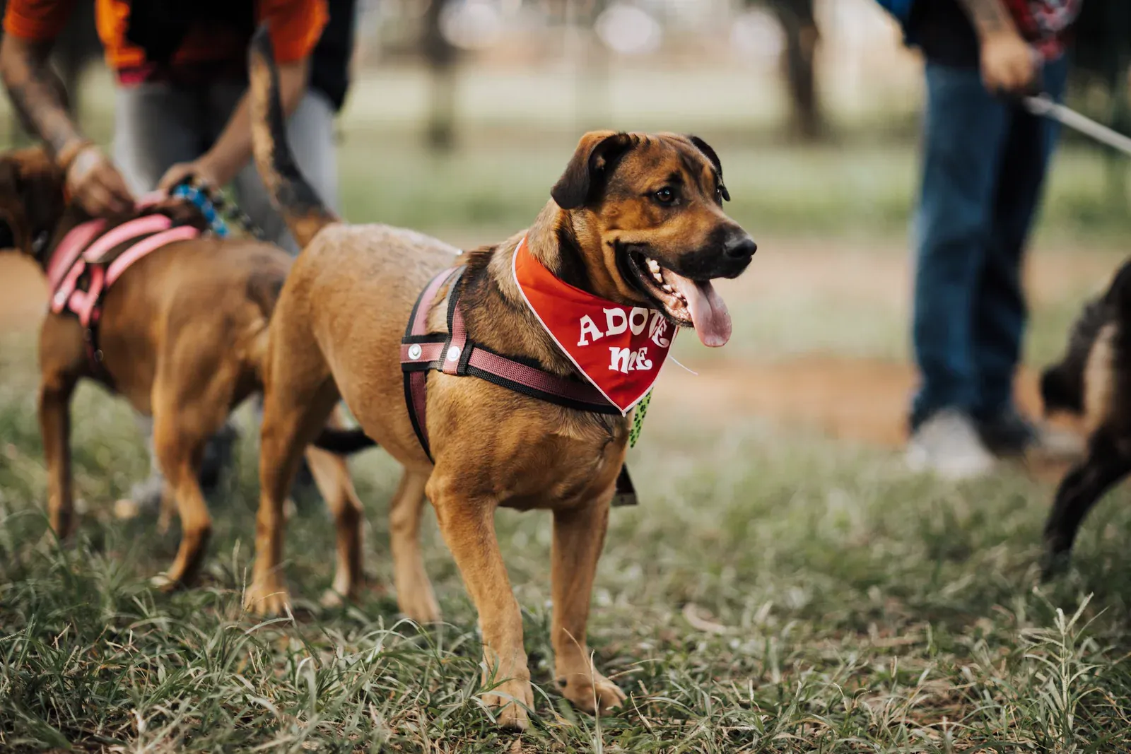 Happy brown dog in an orange "Adopt me" bandana at a park adoption day