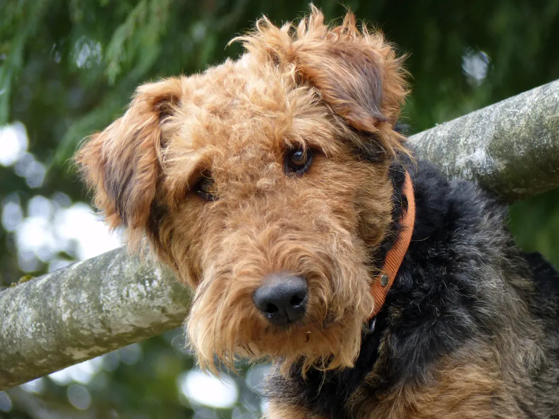 Airedale Terrier, head portrait