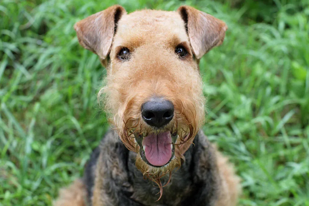 Airedale Terrier