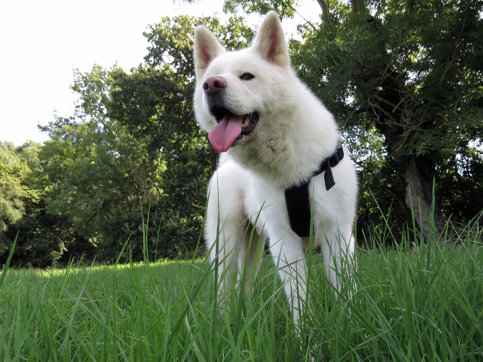 Akita
