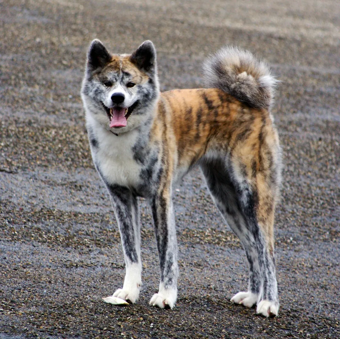 Brindle Akita standing in side view on gravel with curled tail