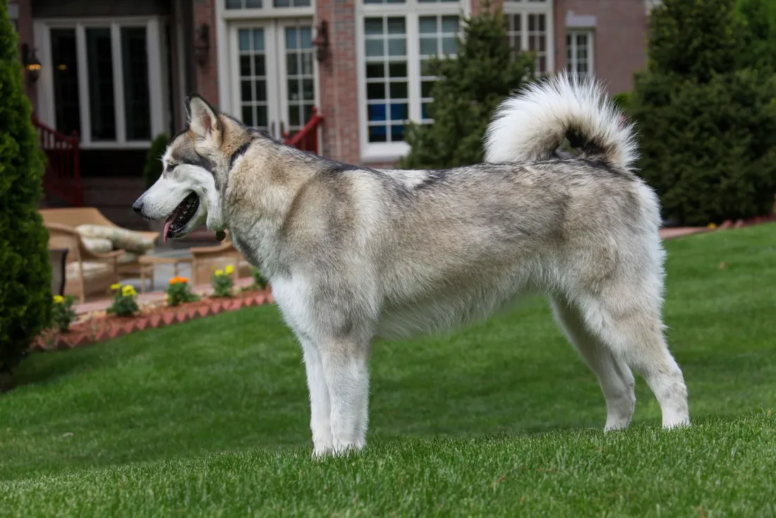 Large grey and white Alaskan Malamute standing in side view on a lawn