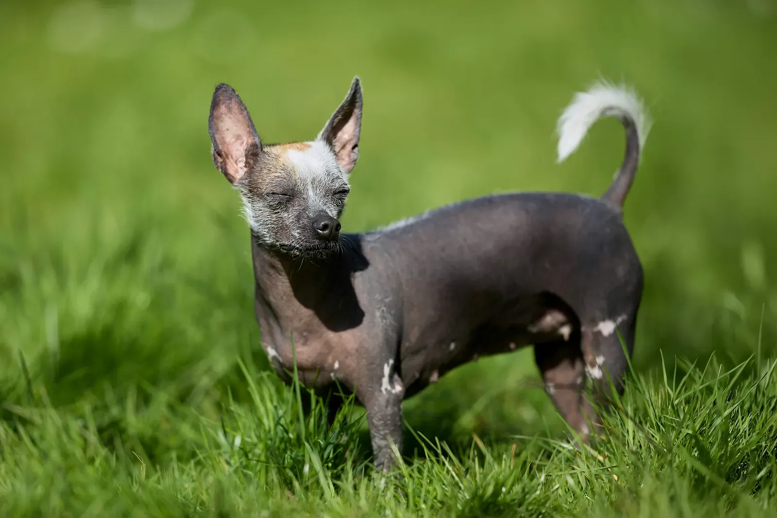 American Hairless Terrier