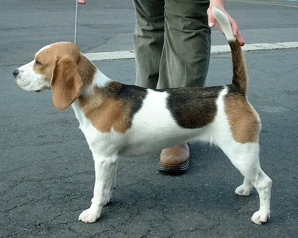 Tricolour Beagle standing in side view with tail up