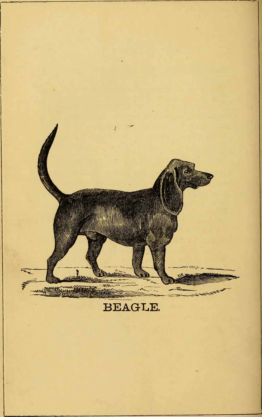 Old engraving of a Beagle standing in side view