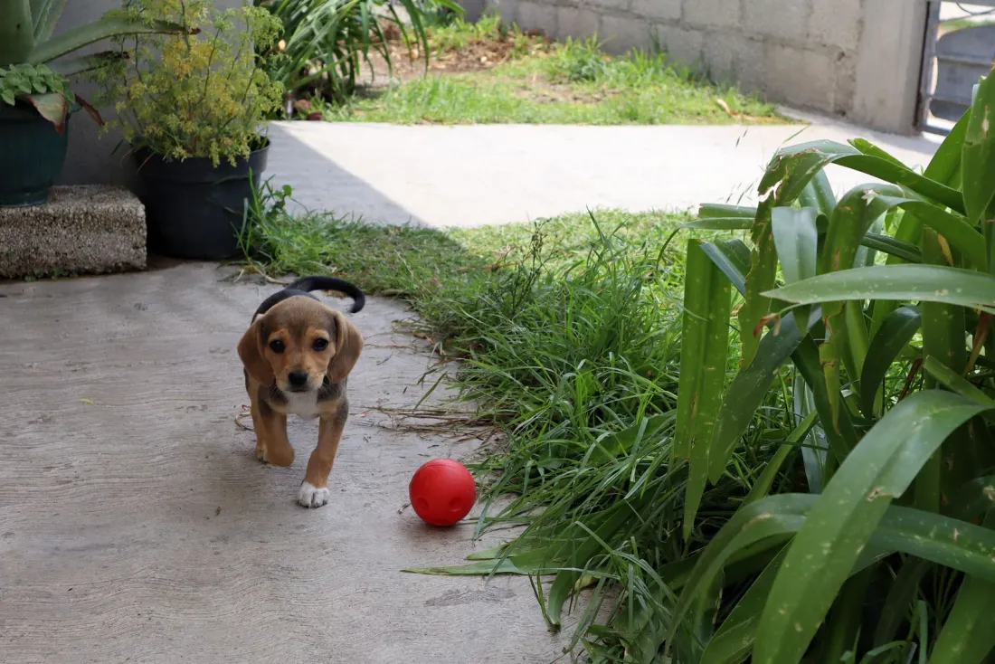 Beagle puppy walking toward a red ball on a path