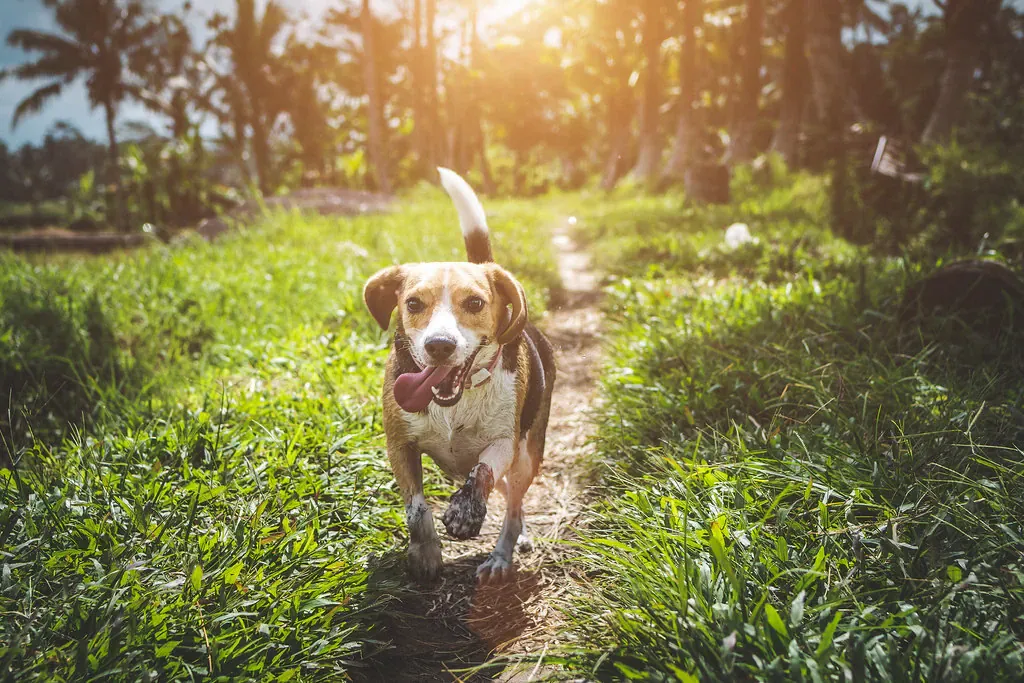 Beagle running along a woodland path in sunlight
