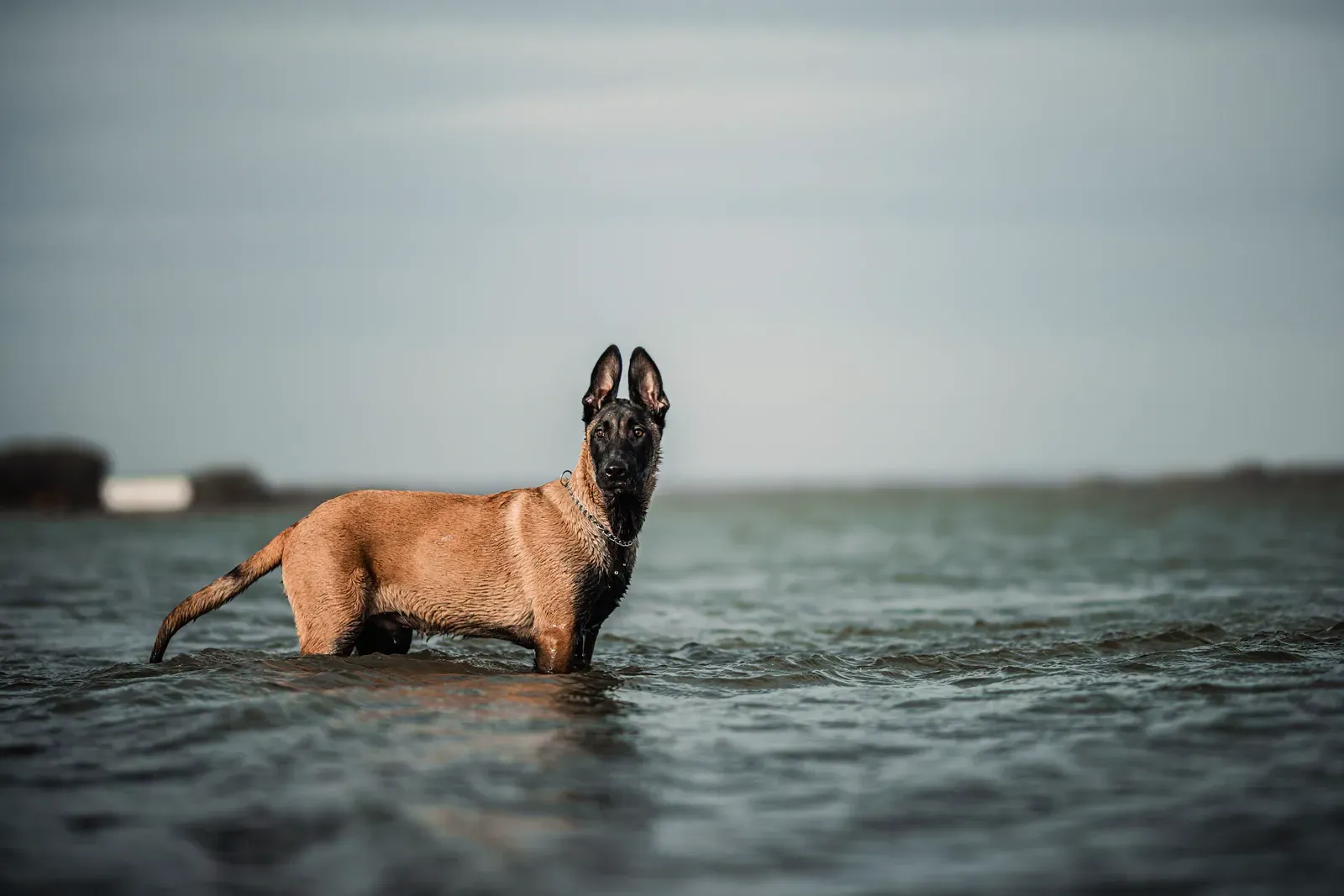 Belgian Malinois