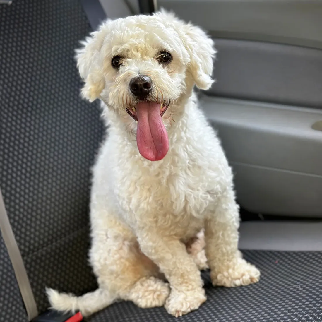 Bichon-type dog with a short pet trim sitting with tongue out