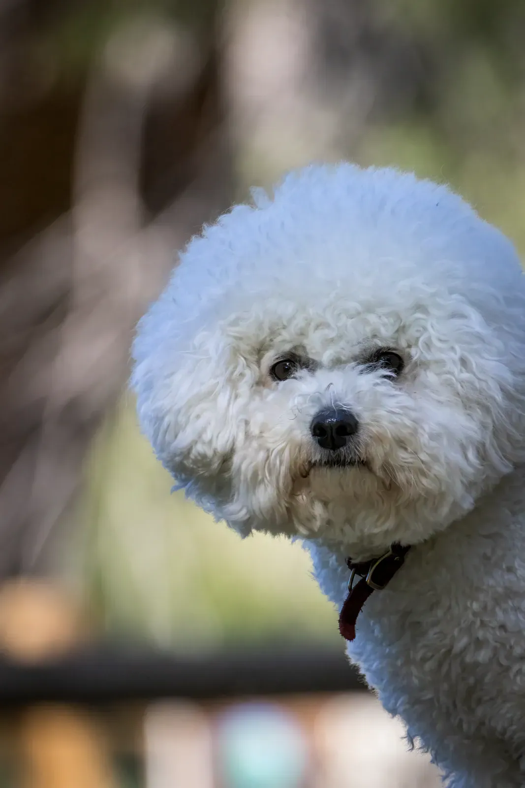Bichon Frisé head portrait with dark round eyes and black nose
