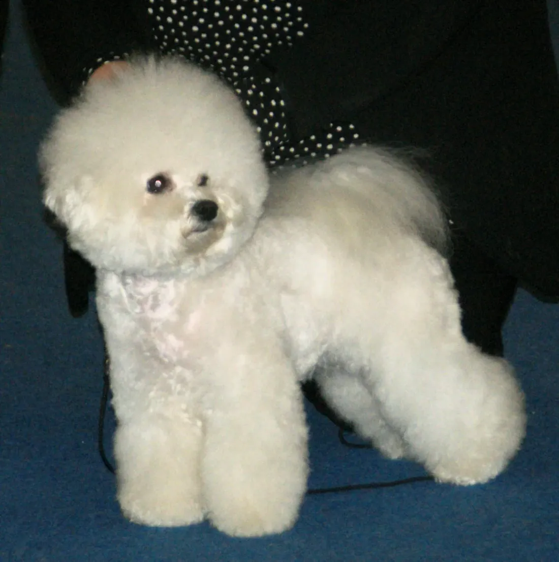 Bichon Frisé standing in side view with a fluffy white coat