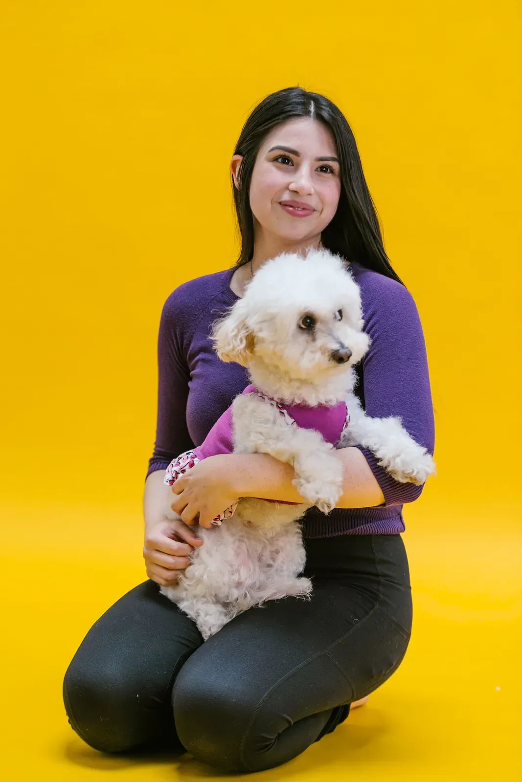 Woman in purple holding a white Bichon Frisé on her lap against a yellow background
