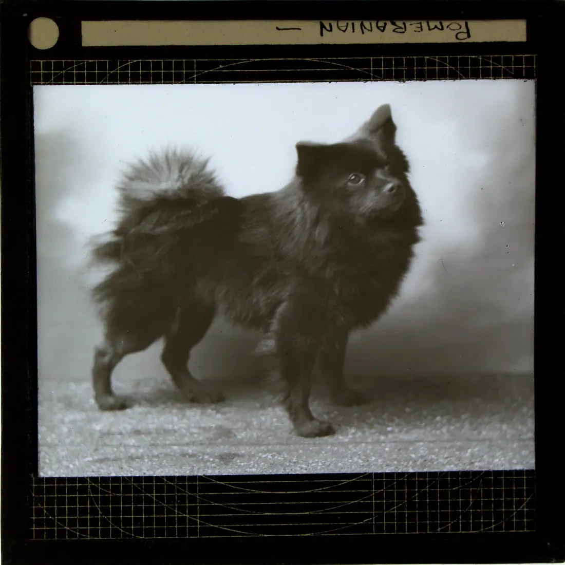 Vintage studio photograph of a black Pomeranian standing on a draped table