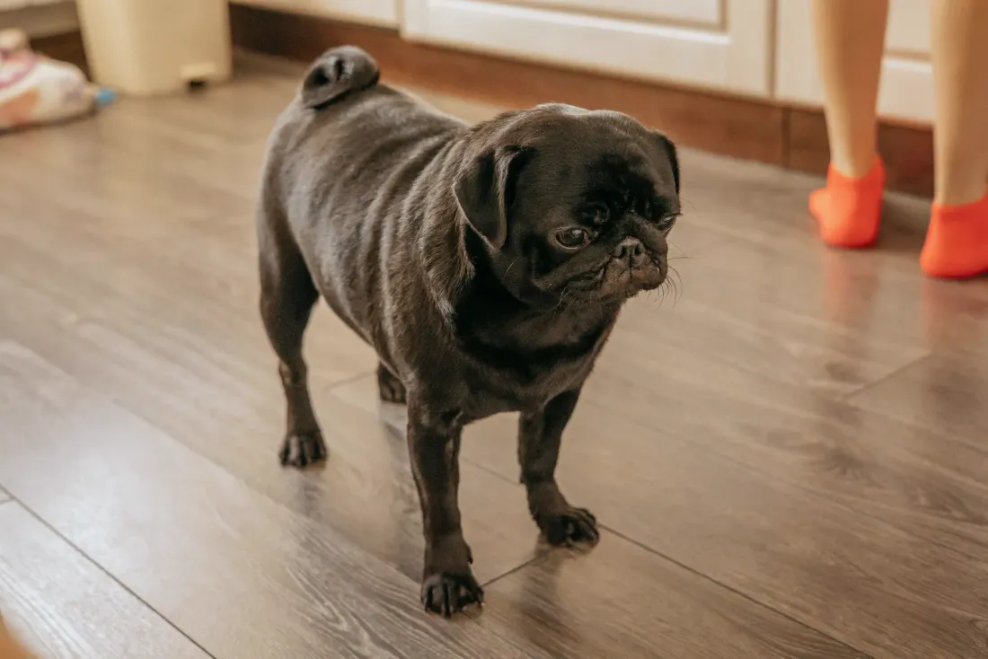 Black Pug standing on a wooden floor, three-quarter side view