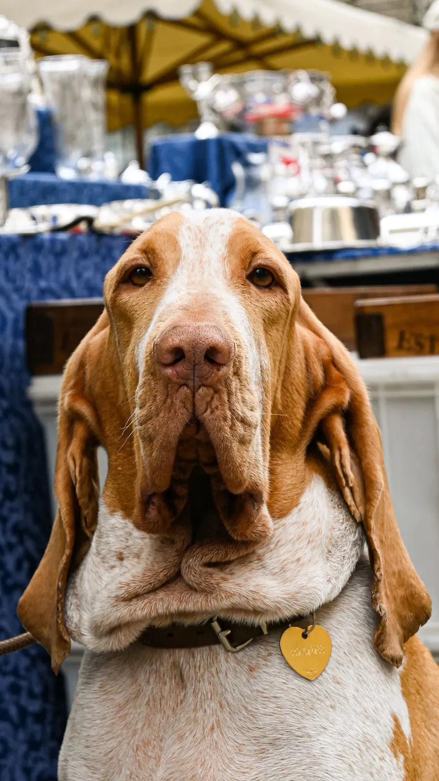 Bloodhound