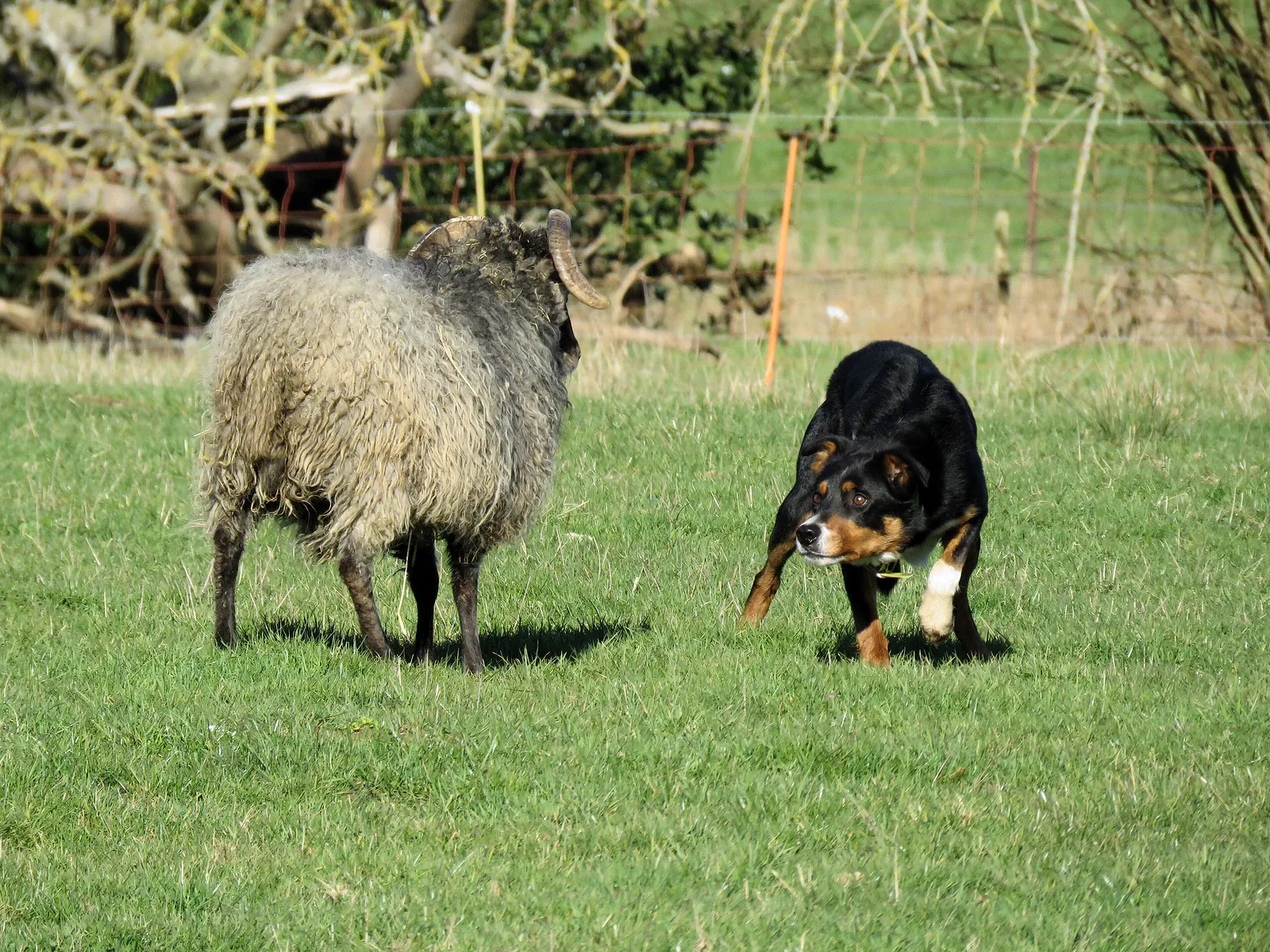 Border Collie in a low crouch, eyeing a sheep