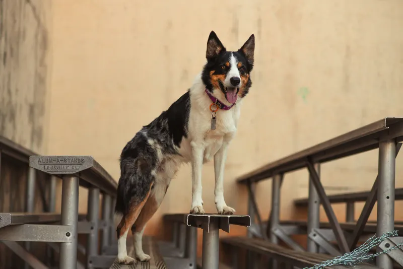 Smooth-coated Border Collie standing on a bench