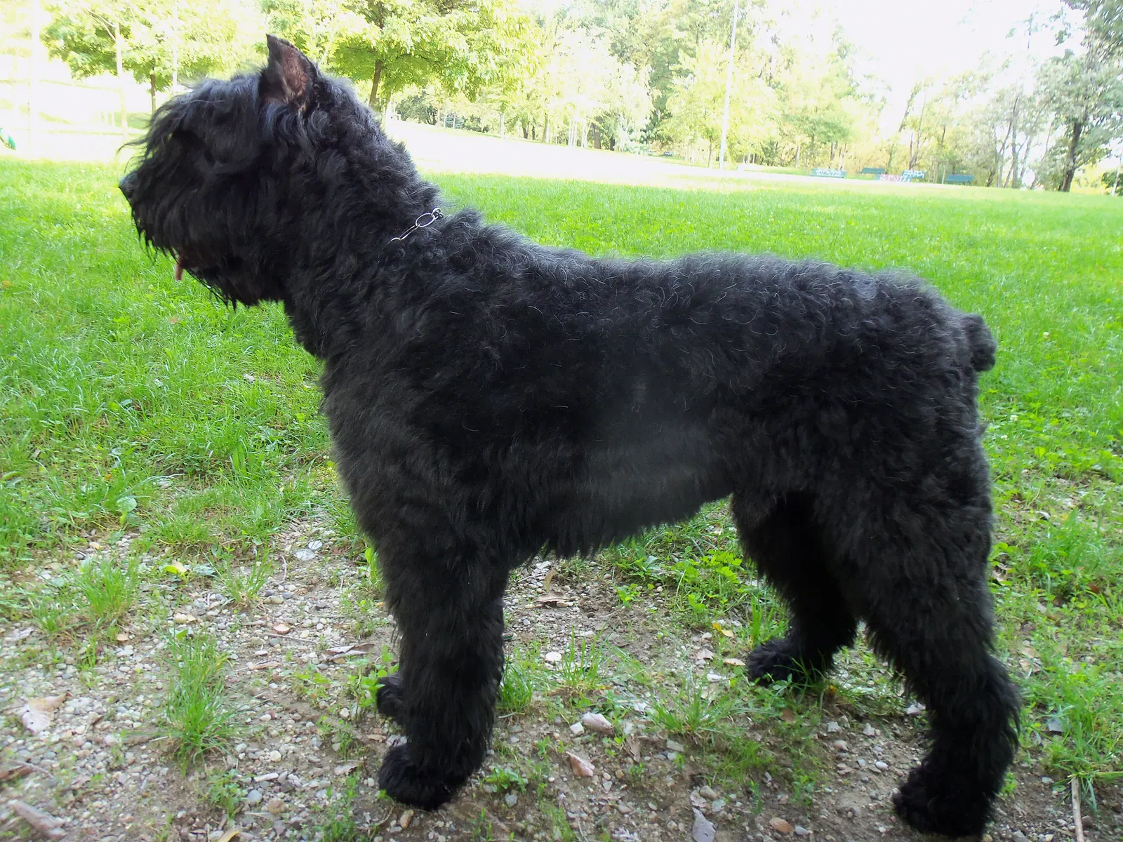 Bouvier des Flandres