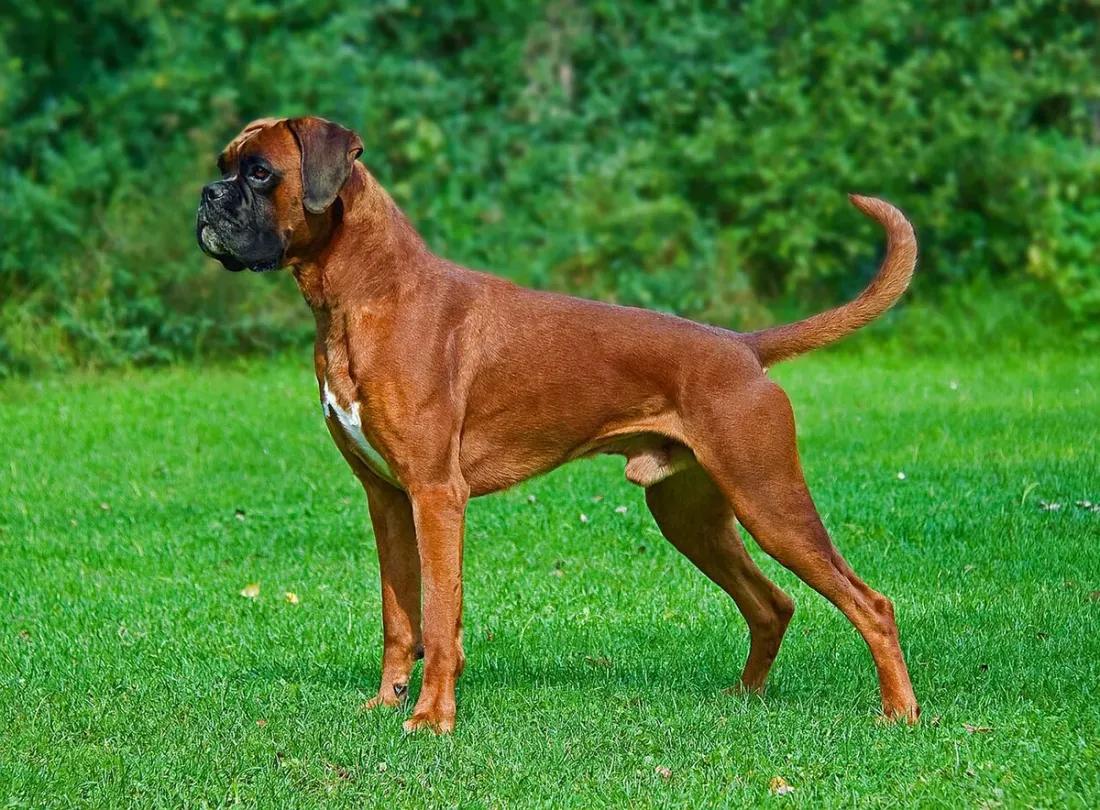 Fawn Boxer standing on grass, side view