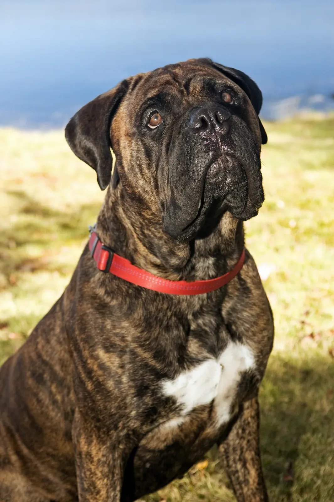 Brindle Bullmastiff with a red collar