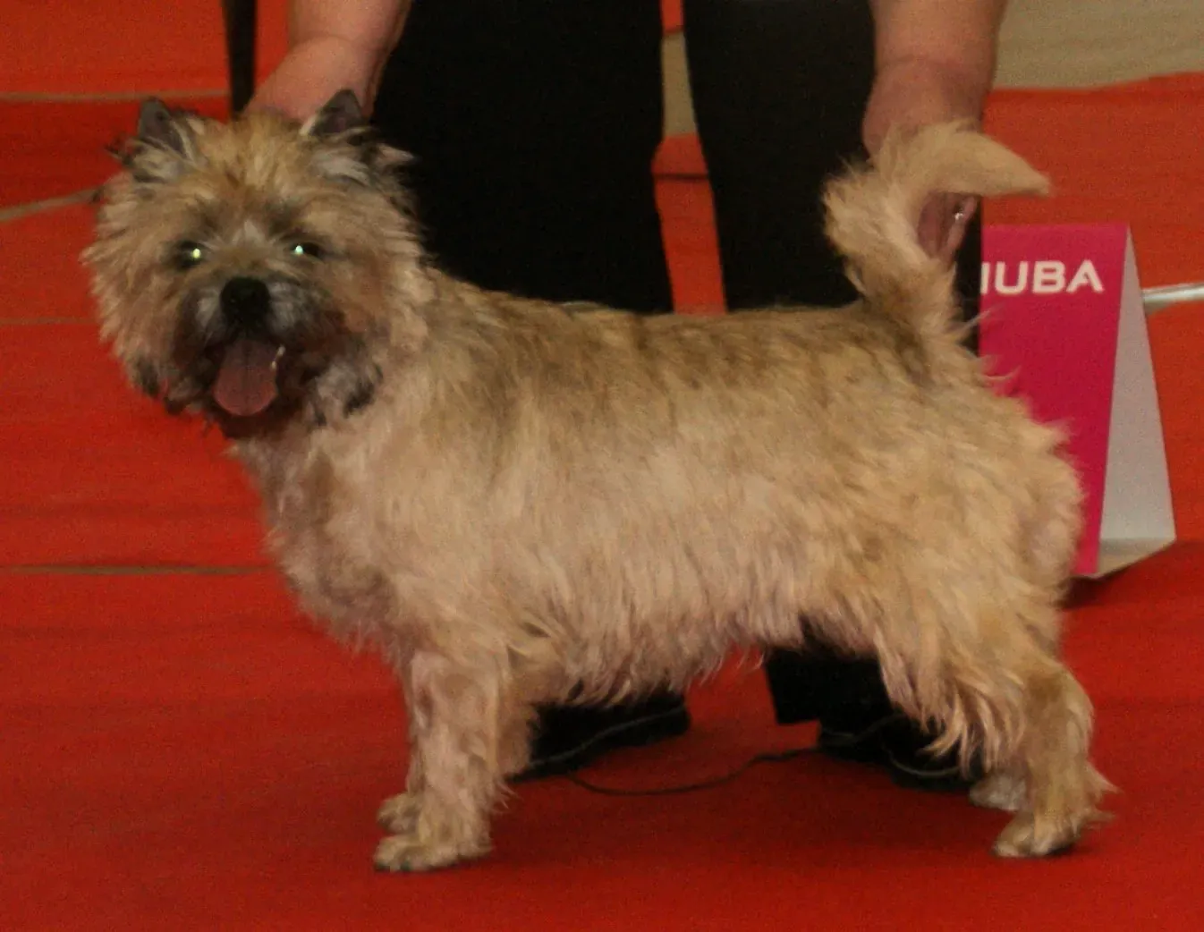 Wheaten Cairn Terrier standing in a show ring
