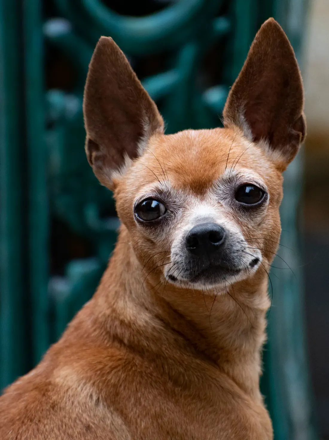 Fawn Chihuahua with an apple dome head and big ears looking at the camera
