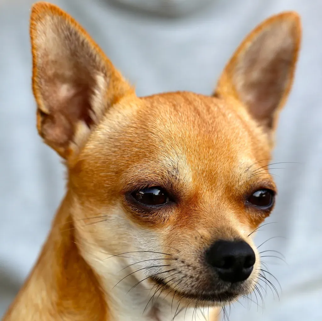 Fawn deer head Chihuahua portrait with large upright ears