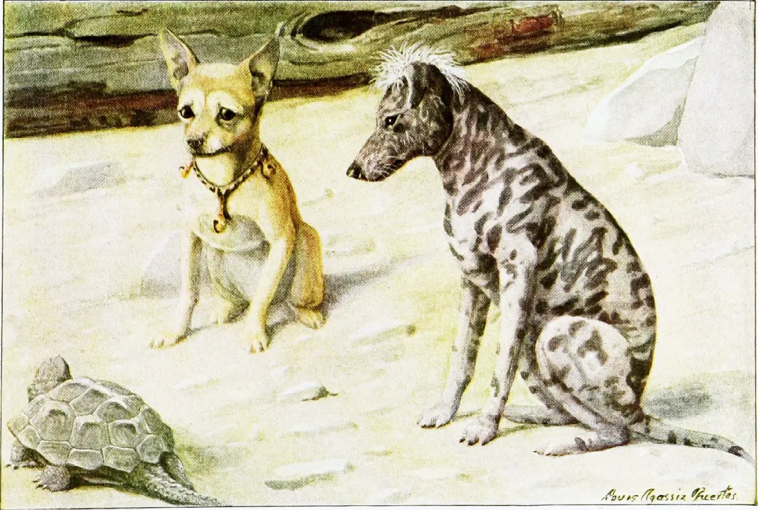 Chihuahua sitting beside a Mexican hairless dog, plate from The Book of Dogs, National Geographic Society, 1919