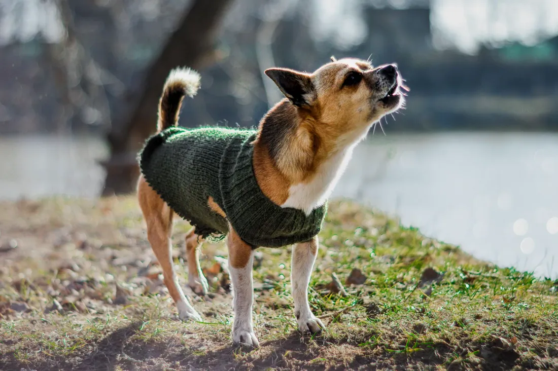 Chihuahua in a green knitted sweater standing outdoors by a lake