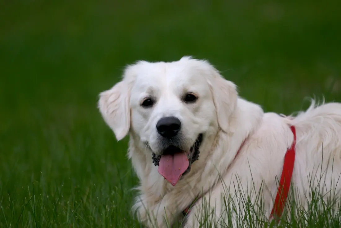 Cream Golden Retriever head portrait outdoors with tongue out