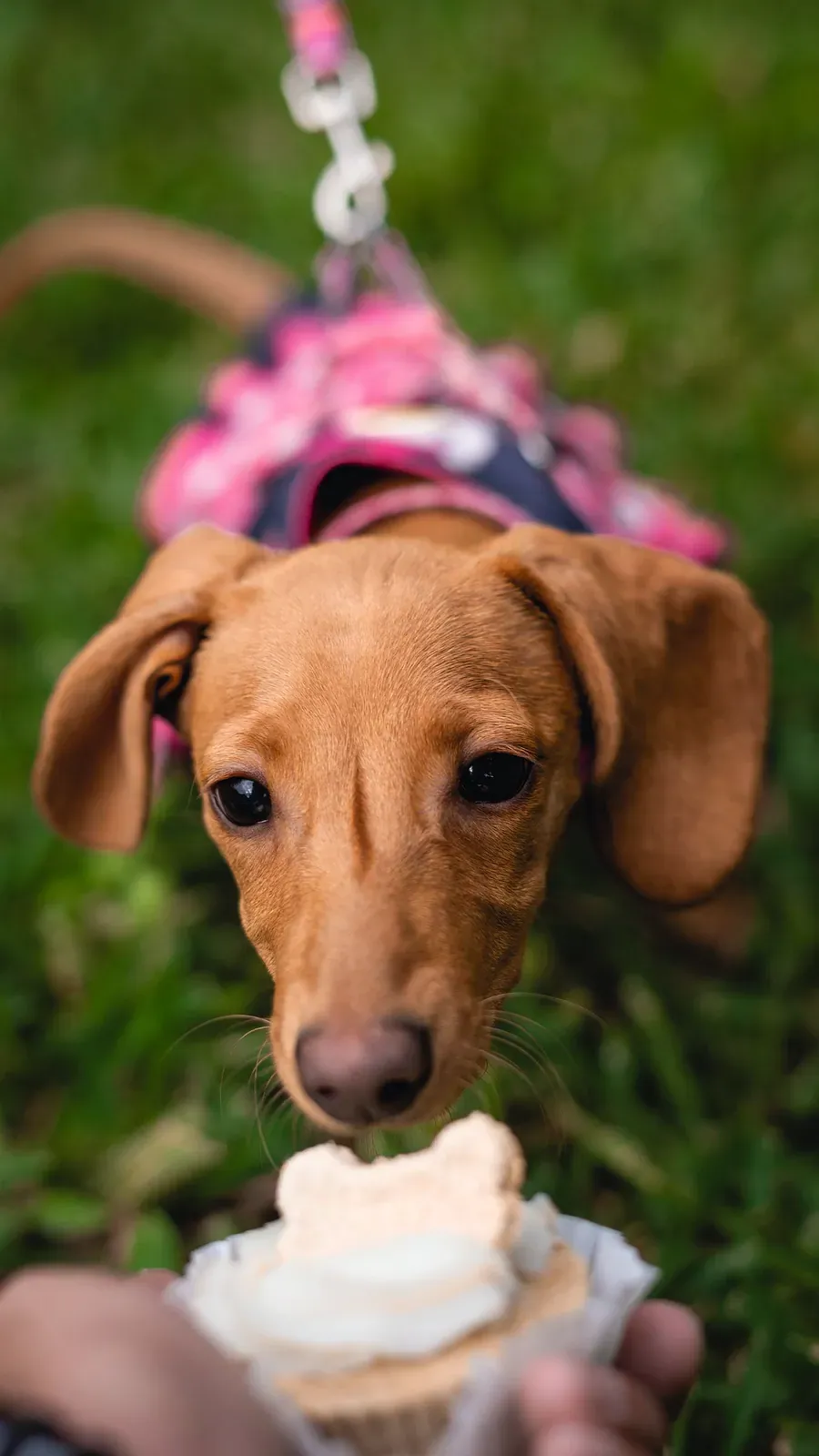 Dachshund puppy on a leash sniffing the ground outdoors