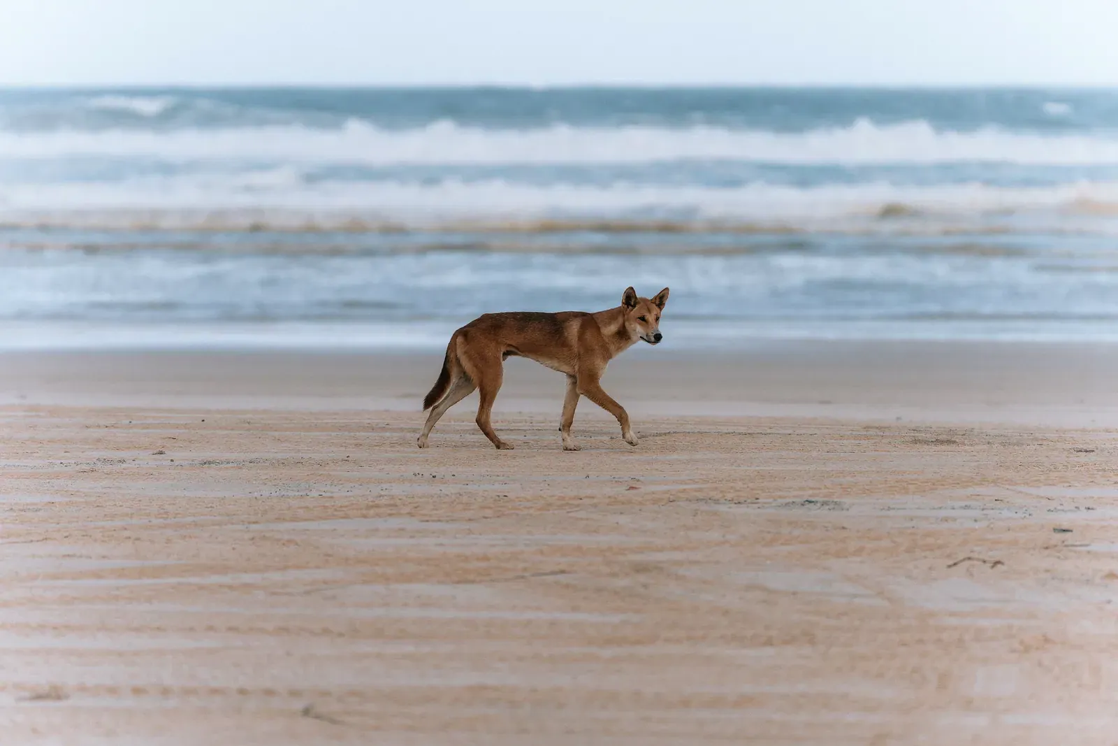 Dingo