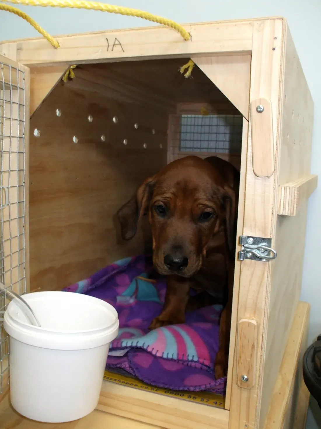 Red-brown dog resting on a blanket inside a wooden travel crate