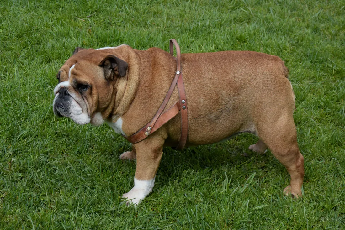 Fawn and white English Bulldog standing side-on on grass