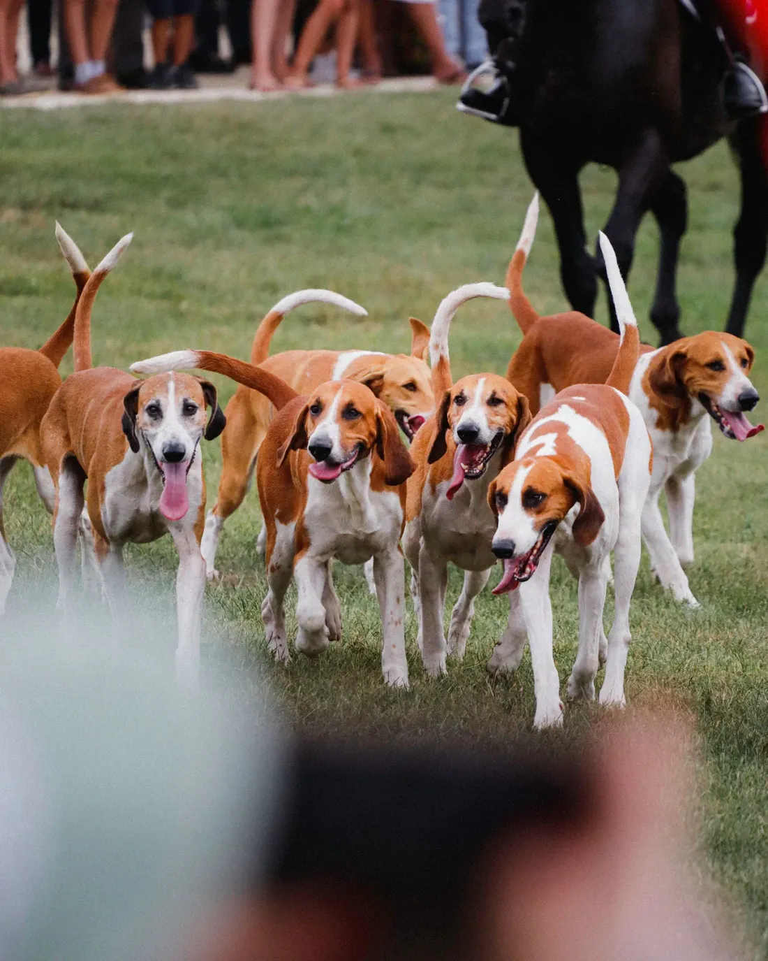 English Foxhounds standing together on grass