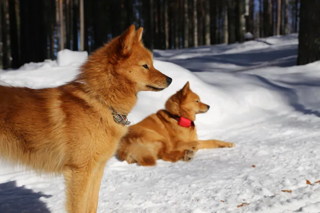 Finnish Spitz