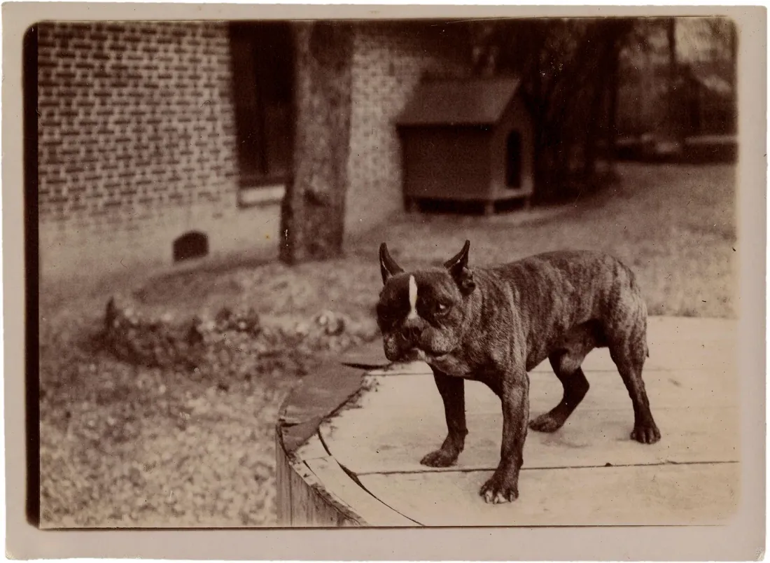 Early brindle French Bulldog standing on a stone step in an old sepia photograph