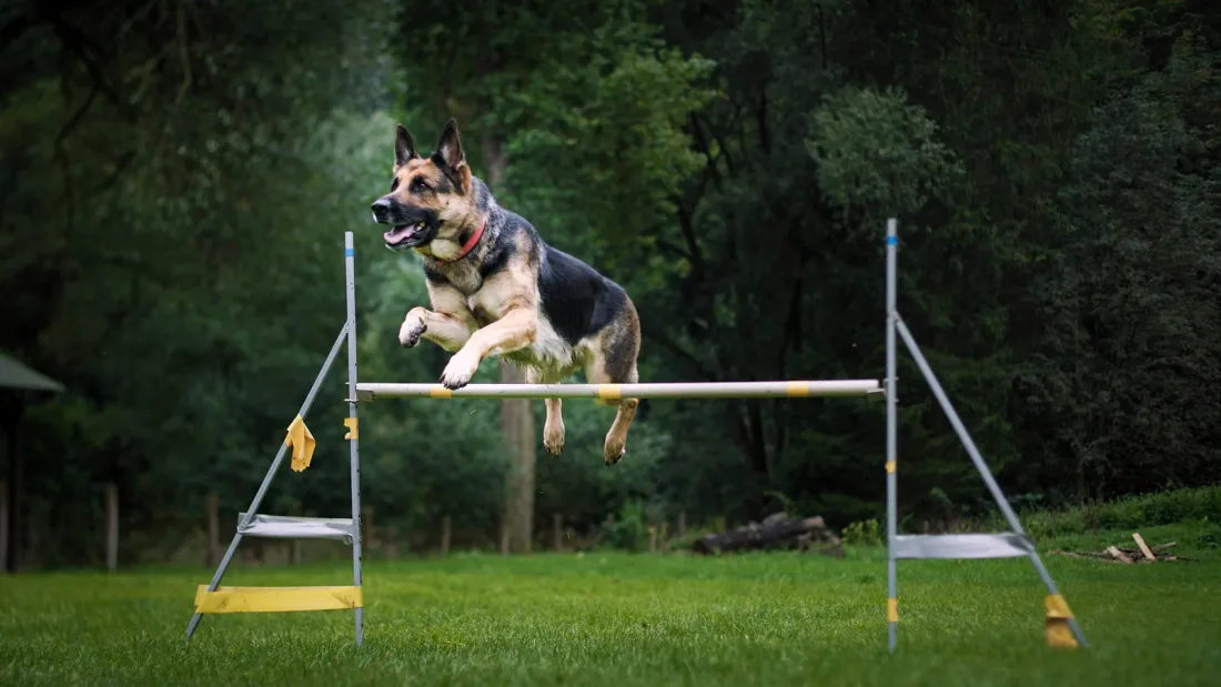 German Shepherd jumping over a training hurdle