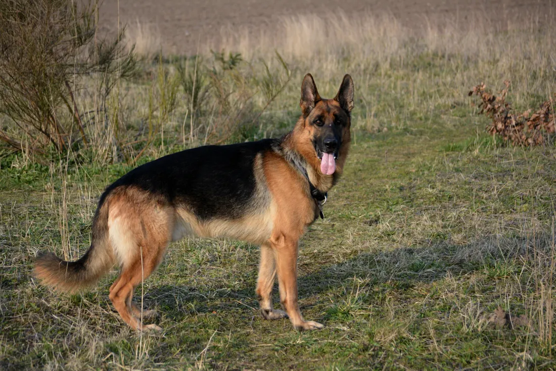German Shepherd standing side-on, showing the back and hind legs