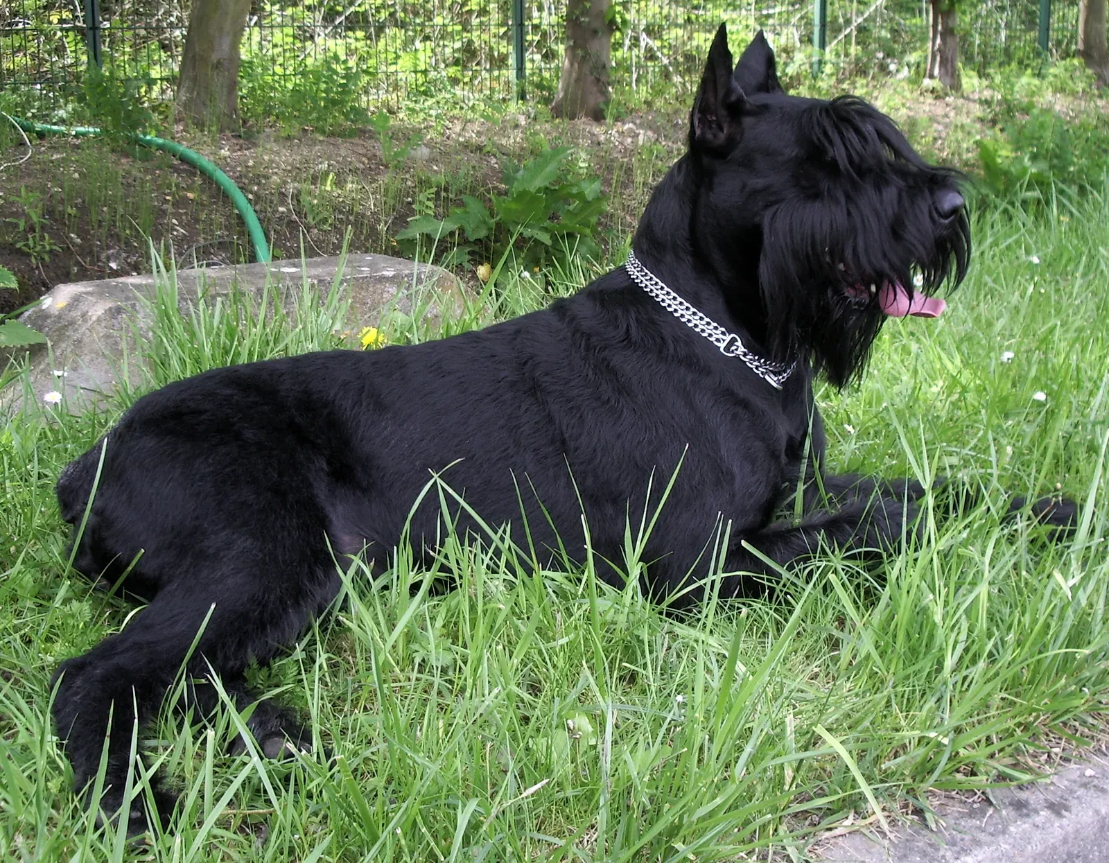 Giant Schnauzer
