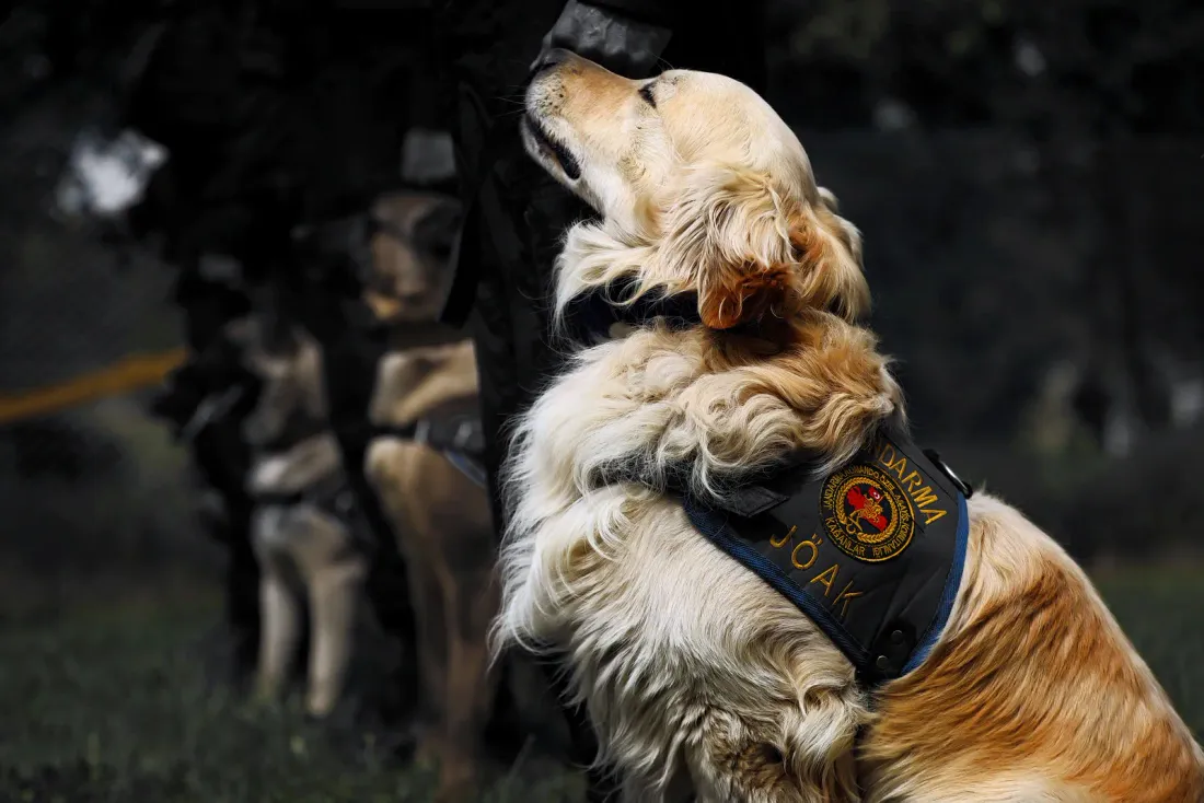 Golden Retriever in an assistance dog vest carrying a cloth bag