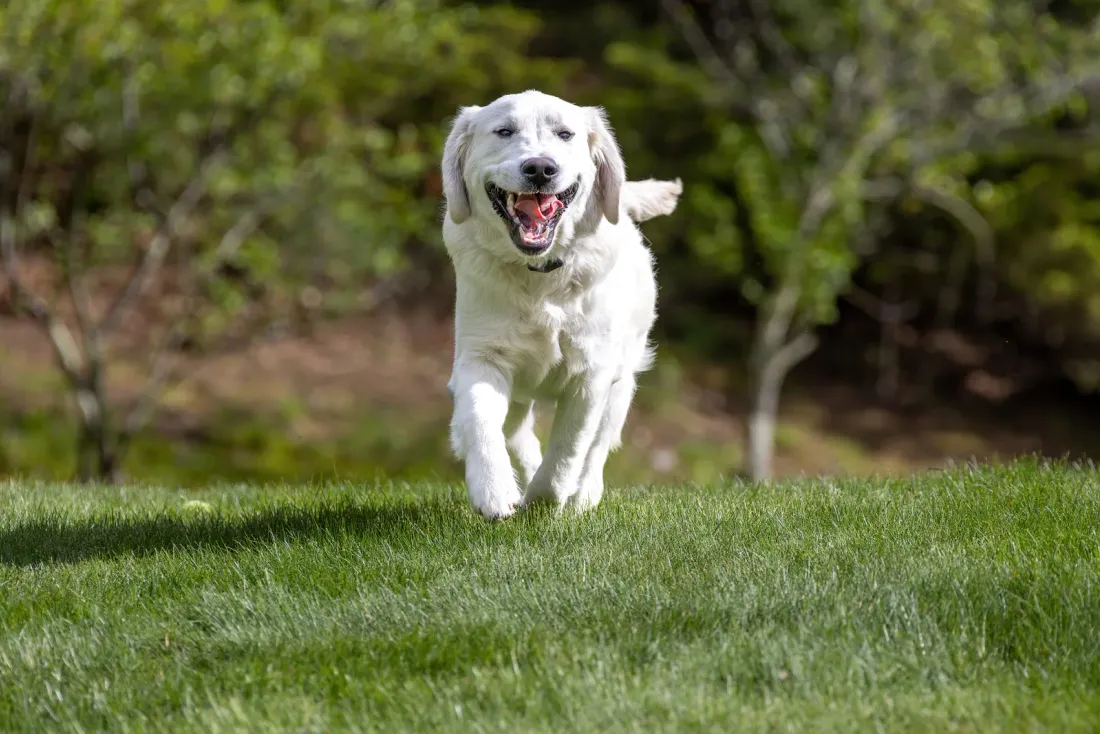 Cream Golden Retriever running mid-stride across a grass field