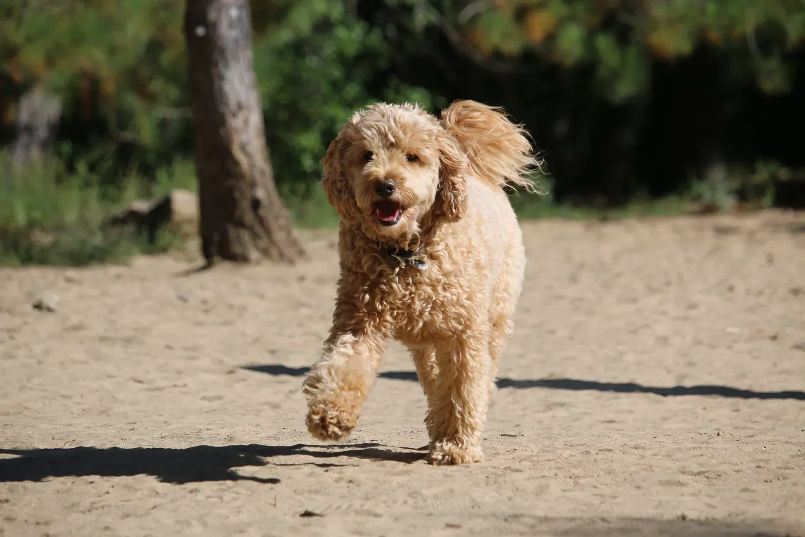 Goldendoodle