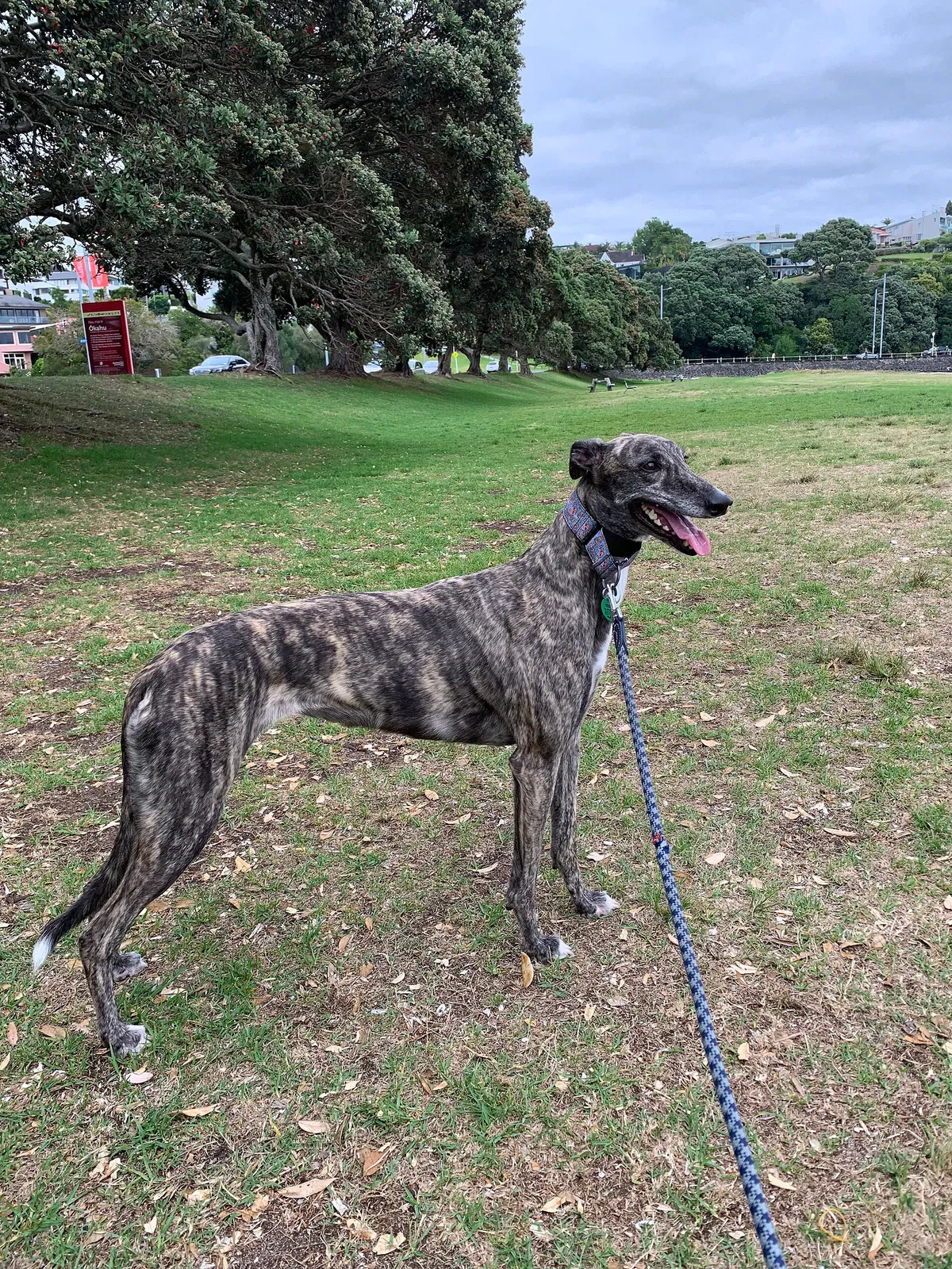 Greyhound