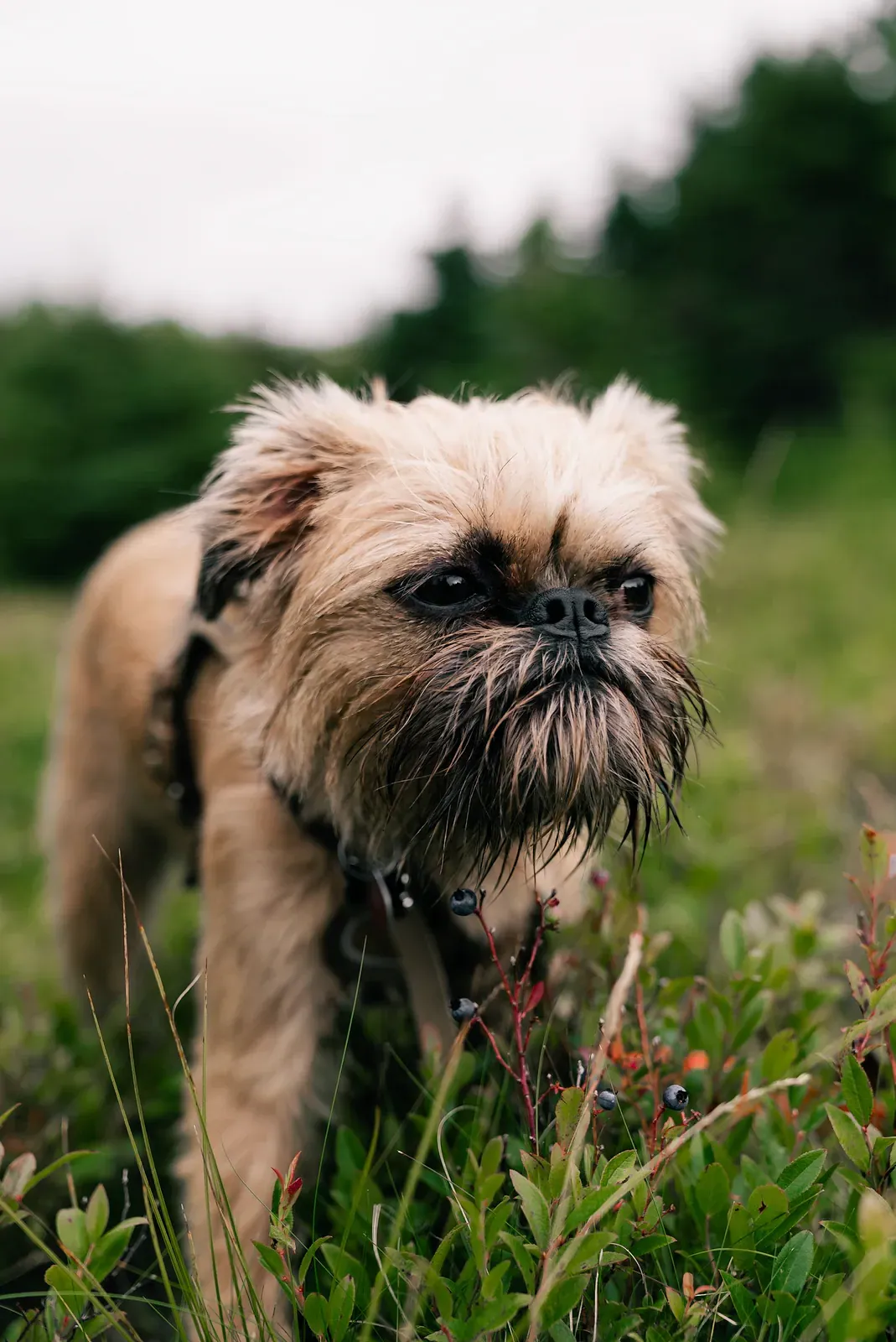 Griffon Bruxellois walking on grass, rough reddish coat