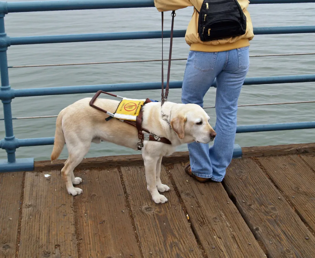 Yellow Labrador guide dog with its handler on a pier
