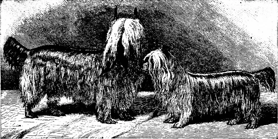 Victorian engraving of two long-coated Yorkshire Terriers, from The Dog Book, 1909