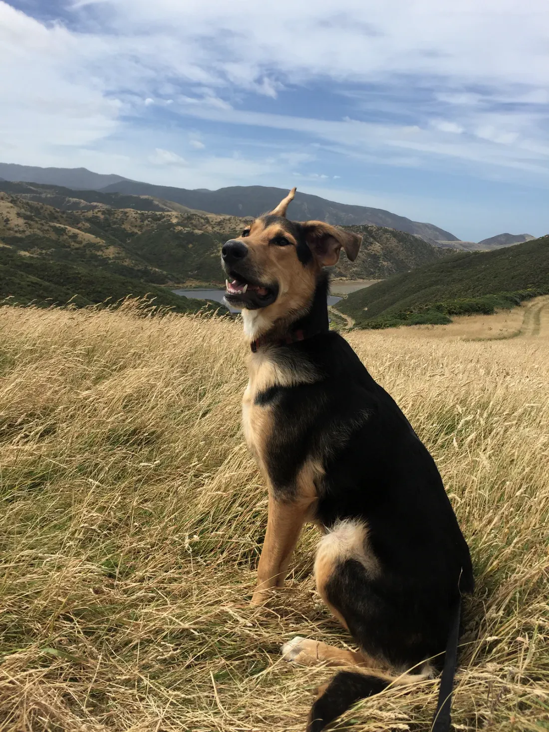 Young New Zealand Huntaway sitting in high-country grass