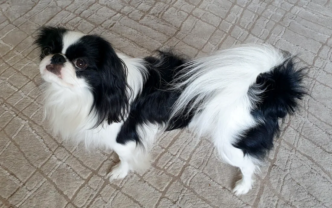Black and white Japanese Chin standing in side view on paving