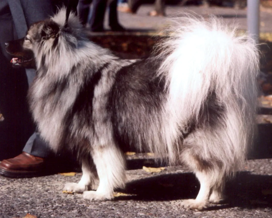 Keeshond standing in side view with grey and black coat and cream undercoat